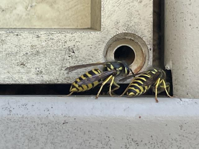 Checked the Outside Vent...