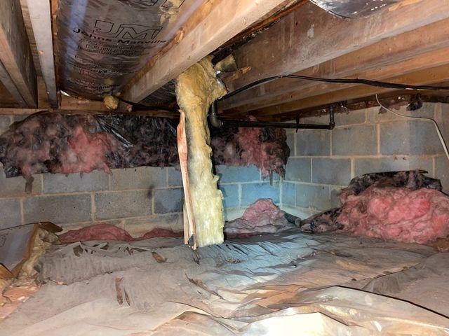 Moldy Crawl Space Insualtion