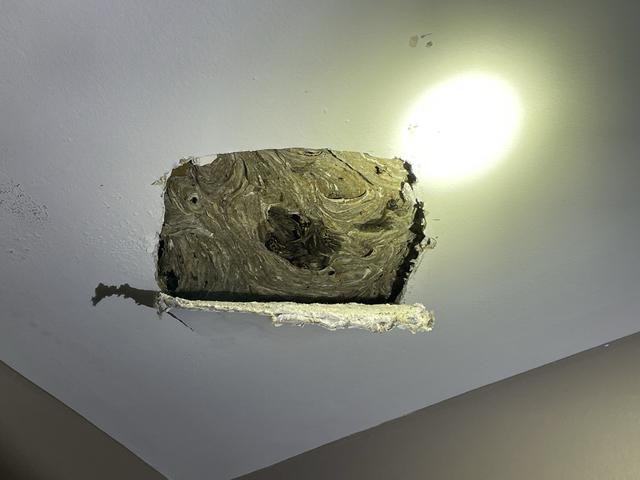 Pests We Treat - Large Yellow Jackets Nest Found in the Bedroom Ceiling ...