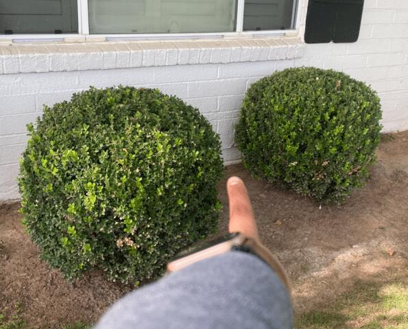 Do having Plants Right Next to the Foundation negatively affect my house's Foundation?