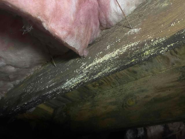 Moldy Joist