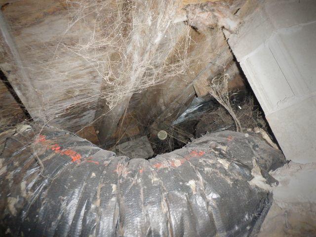 Spider Webs in the Crawl Space