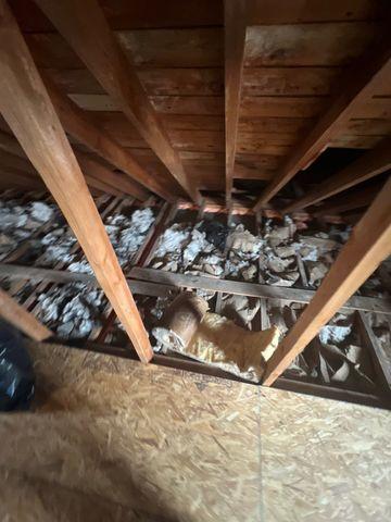 Old crumpled pieces of paper and newspapers were used as a wasted attempt to insulate this attic.