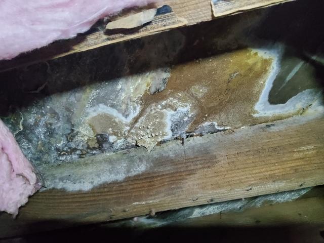 Mold & Wood Rot