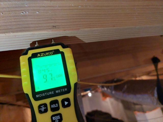 Mold Spore Growth