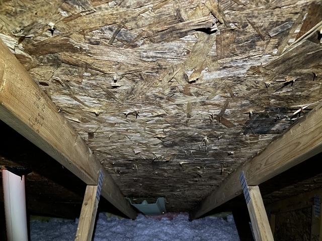 Mold on the sheathing and truss