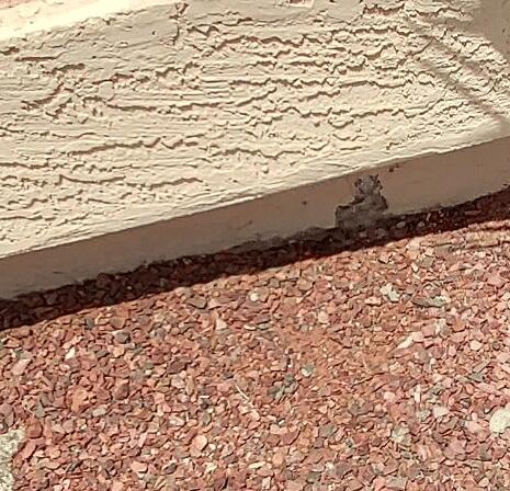 Signs of Stem Wall Failure: Vertical Cracks