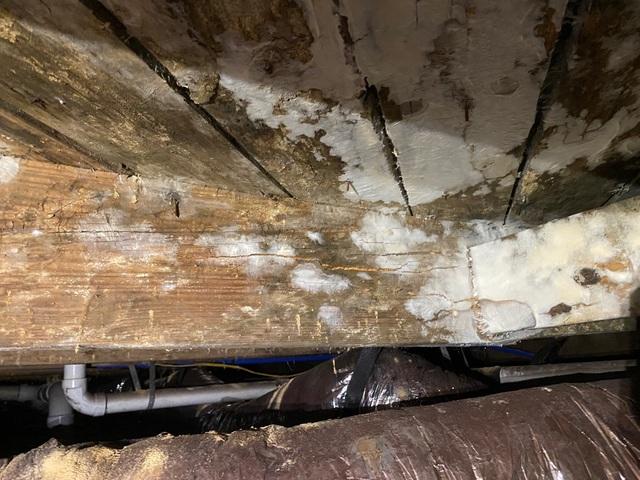 Mold Growth