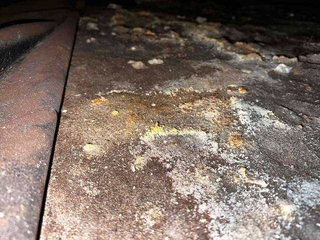 Close View of Mold Growth