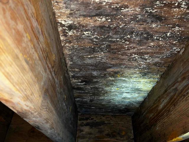 The subfloor had mold growth from having direct contact with wet subfloor insulation that had soaked up humid air. The subfloor was checked and was not too damaged yet. It can be saved with a CleanSpace Encapsulation.