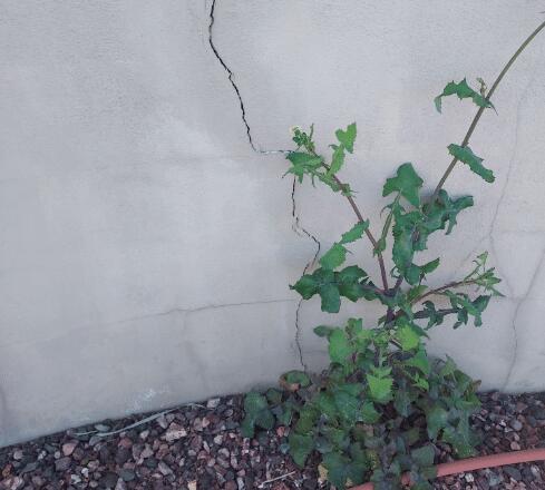 Symptoms of Foundation Problems: Exterior Wall Cracks