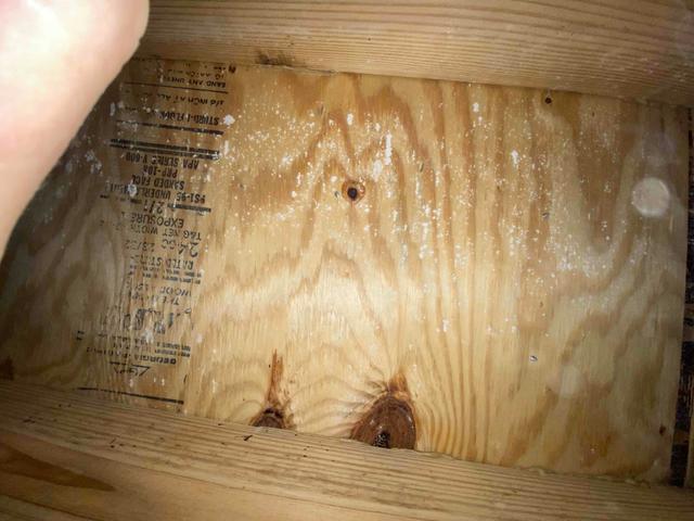 Subfloor Mold