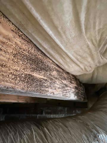 More Mold