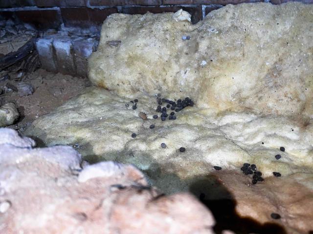 Animal Droppings in Fallen Insulation