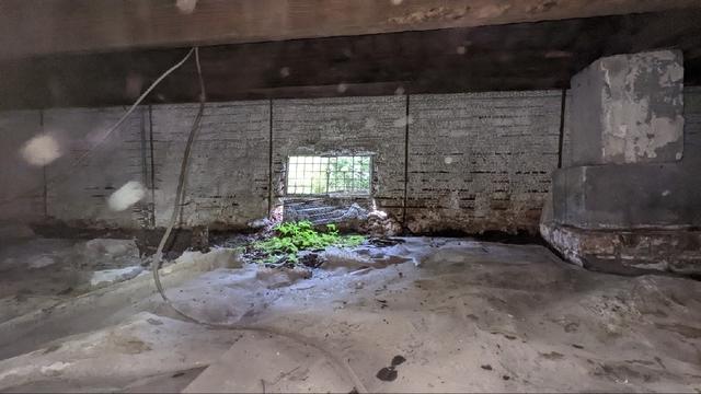 Plants Growing Near an Open Vent