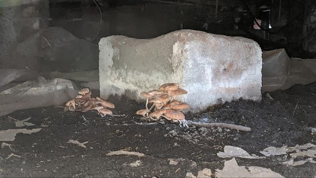 Mushrooms Growing in the Crawl Space