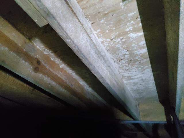 Moldy Subfloor and Joists