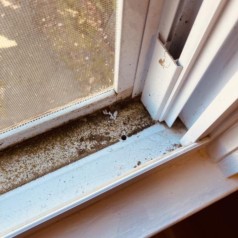 Cowleys Pest Services - Pests We Treat Photo Album - Rotted Window ...
