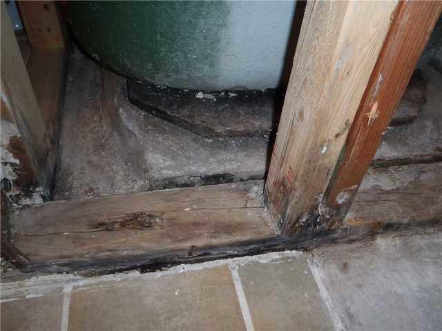 Rotting Wood
