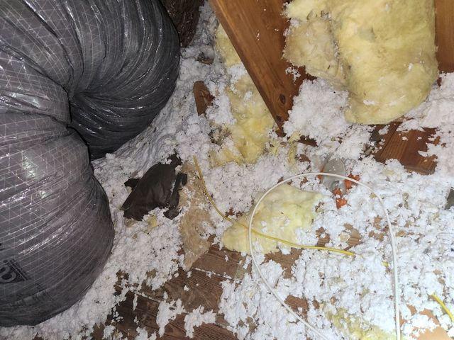 Old Insulation
