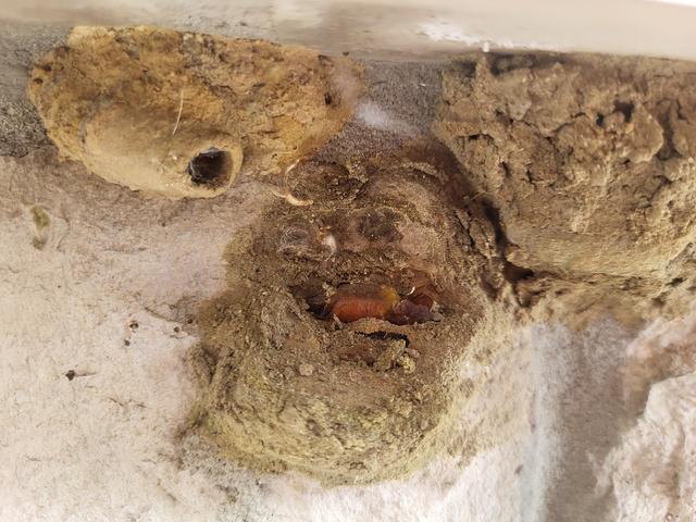 As we were inspecting the home, we came across a mud daubers nest right by the front door!