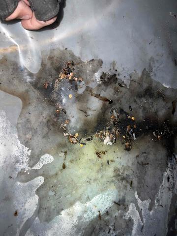 Water & Animal Feces