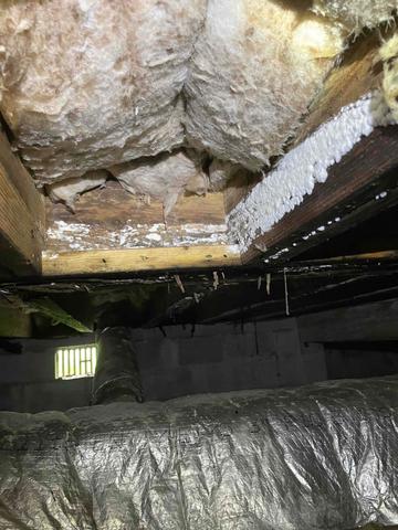 White Mold on Joists