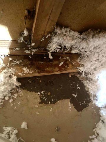 Attic Moisture