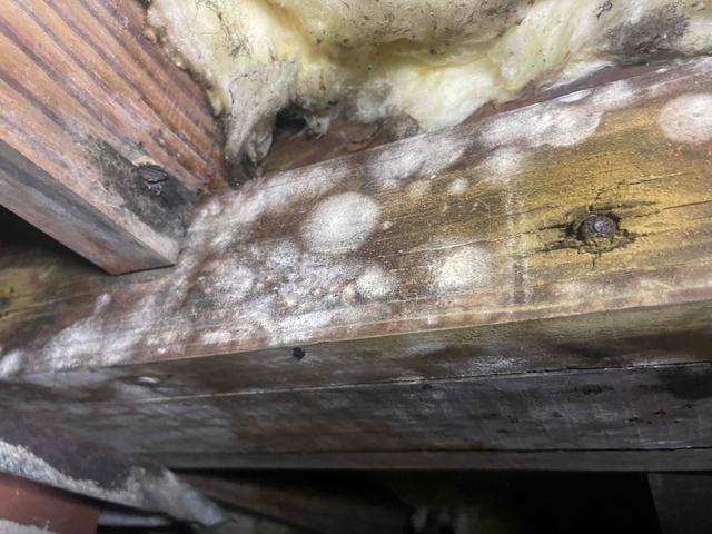 Mold Growth on Main Beam