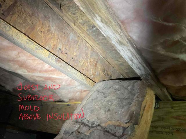 Mold Growth