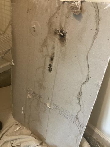 More Black Mold