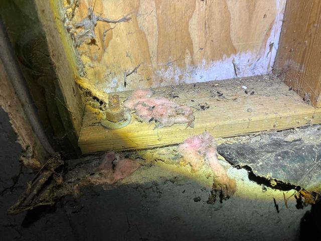 Chew Marks and Critter Droppings