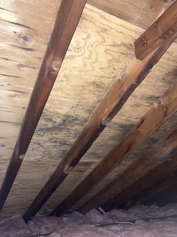 Mold in the Attic