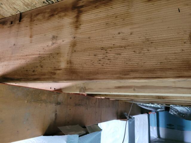 Mold 1