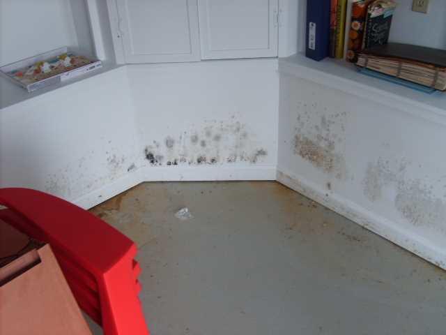 Basement Mold