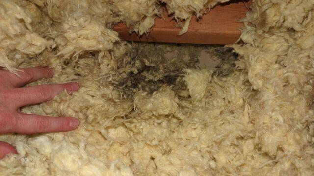 Pest Nesting and Urine