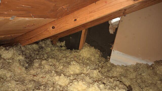 Attic Pests