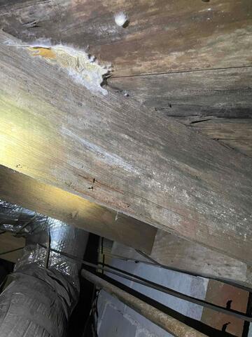 Moldy Joist
