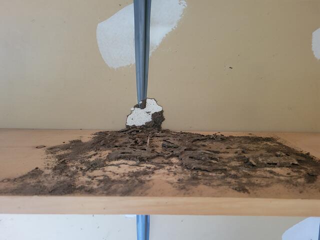 Termite Damage All Over the Walls