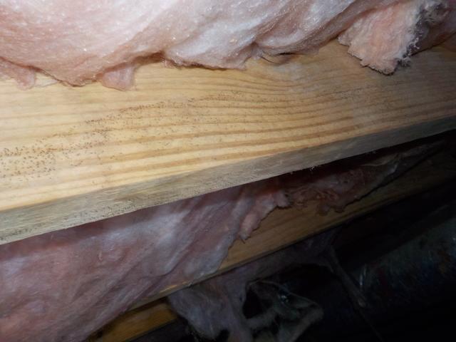 Mold on Rim Joists