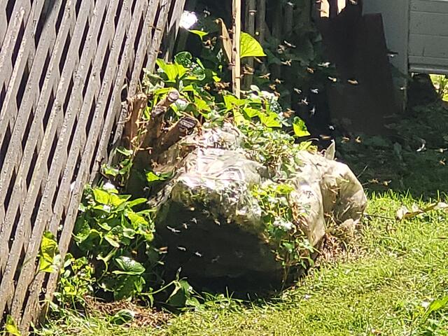 Dusting Treatment for Yellow Jackets