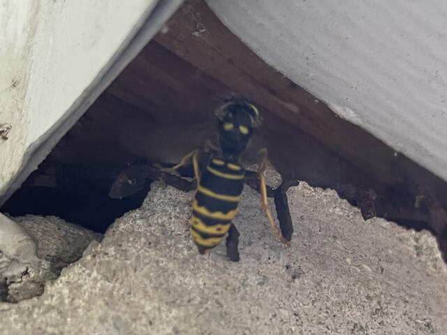 Yellow Jackets Will Be Exterminated