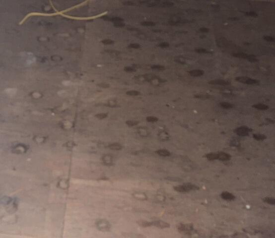 Guess what caused these little wet spots on the attic floor