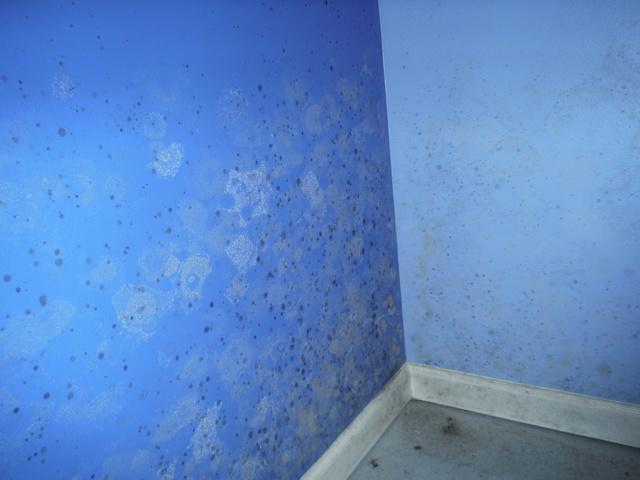 Mold in Basement