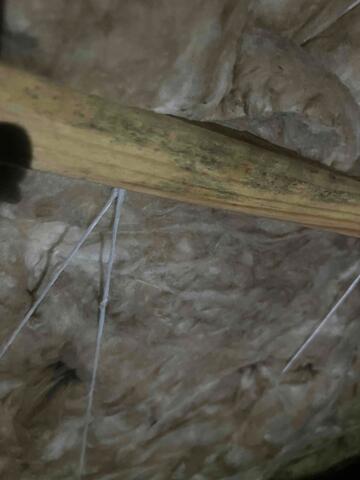 Mold Spres