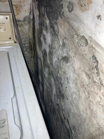 Black Mold