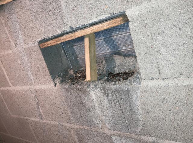 Mold. Terminates, and More Threats for Your Crawl Space in Alpine, Arizona