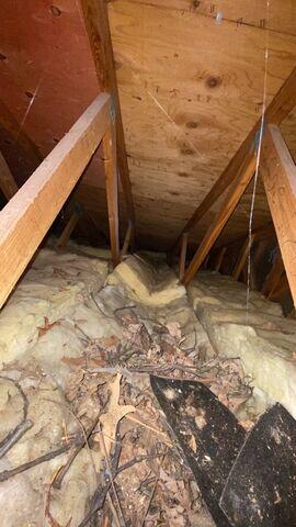 Nasty Attic and Rodent Nesting