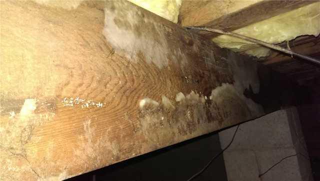 Crawlspace Mold