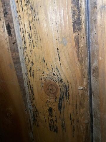 Before - Water Mold along Beams